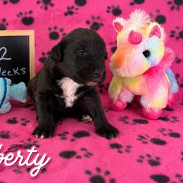 Liberty - Black and white female Sheepadoodle puppy in Glen Rose, Texas from Clevenger’s Sheepadoodle Fur Baby Farm