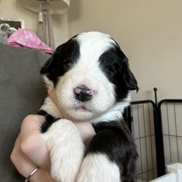 Sheepadoodle Puppies from Taylor's Sheepadoodle Puppies