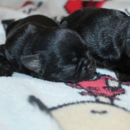 Girl 2 - Black and tan female Brussels Griffon puppy in Huntsville, Alabama from Tammy's Brussels