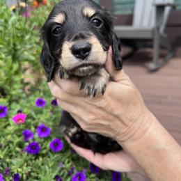 Boy 1 - Black and tan male Dachshund puppy in Gouverneur, New York from Dack Dachshunds