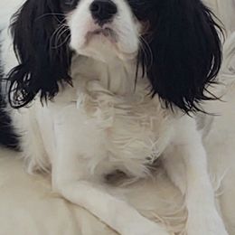 Cavalier King Charles Spaniel All Grown Up from Cavaliers of Royalty
