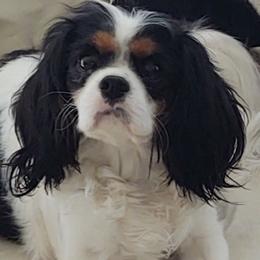 Cavalier King Charles Spaniel All Grown Up from Cavaliers of Royalty