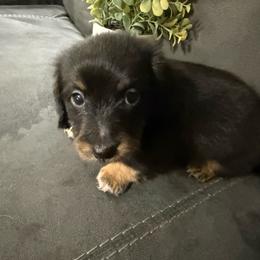 Boy 1 - Black and tan male Dachshund puppy in Ranburne, Alabama from Camdox