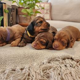 Dachshund Puppies from Dogwood Acre Dachshunds
