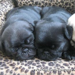 Pug Puppies from Pug Puppies of Boston