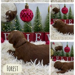 Forest - Red  male Goldendoodle puppy in Wayland, New York from Loris Pampered Pooches💕