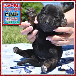 Sword a Gallant Knight - Black and tan male German Shepherd puppy in Murrieta, California from Diamond Oaks German Shepherds