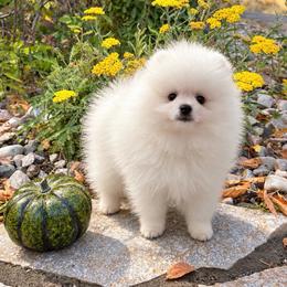 Thunder x Daisy White Parti Female - White female Pomeranian puppy in Pocatello, Idaho from Avalon Pomeranians