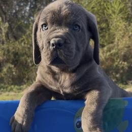 Cane Corso Puppies from Venom Cane Corsos
