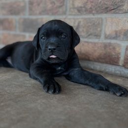 Cane Corso Puppies from Raising Kane Corso’s