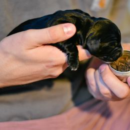 English Cocker Spaniel and German Shepherd Puppies from Ryndal & Co.