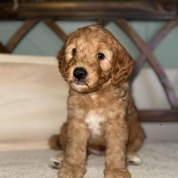 Rowan - Red  male Goldendoodle puppy in Layton, Utah from Gracious Doodle Dogs