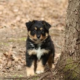 Nori - Black tri-color female Australian Shepherd puppy in Coldwater, Michigan from Northern Star Australian Shepherds