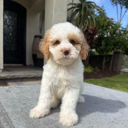 Boy 1 - Parti male Poodle puppy in San Diego, California from Goldendoodles & Poodles of San Diego