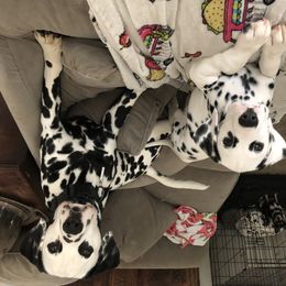 Dalmatian Puppies from Revere Dalmatians