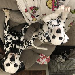 Dalmatian Puppies from Revere Dalmatians