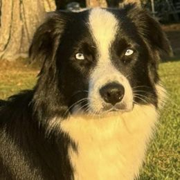 Eve - Black & white female Miniature Australian Shepherd puppy in Eufaula, Alabama from Dream Ranch Mini Aussies