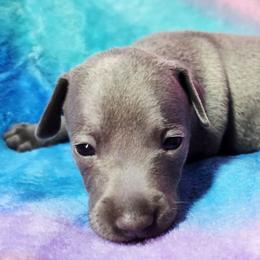 Perfect Example - Blue female Italian Greyhound puppy in Cadwell, Georgia from All The DoDa Day Italian Greyhounds
