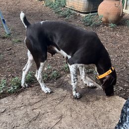 Briar - Liver and white female German Shorthaired Pointer puppy in Jackson, Georgia from Tiner GSP’s LLC
