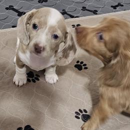 Dachshund Puppies from Barker's Corner