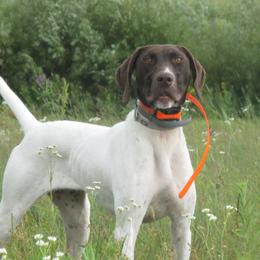 German Shorthaired Pointers from RFP Pointers German Shorthaired Pointers