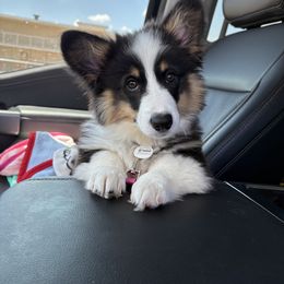 Blanche - Pembroke Welsh Corgi