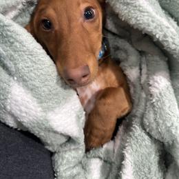 Dachshund Puppies from Dandelion Doxies