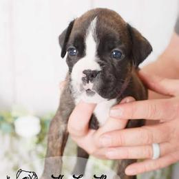 Boxer Puppies from Hawk Creek Boxers