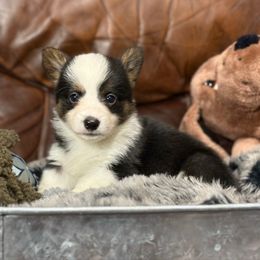 Bliss - Black and white female American Corgi puppy in Paradise, Texas from Bar S Corgis