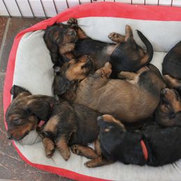 Dachshunds from Rare Treat Dachshunds