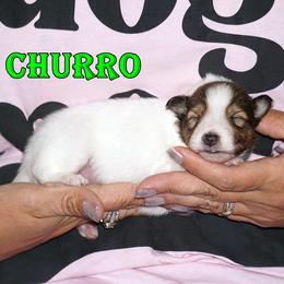 Churro - CHW Sable Boy - White and sable male Shetland Sheepdog puppy in Frazeysburg, Ohio from Mountain High Kennels