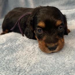 Banana - Black and tan female Dachshund puppy in Memphis, Tennessee from River City Doxies