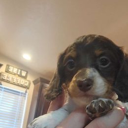 Vixie - Piebald Dachshund puppy in Choctaw, Oklahoma from TS Performance Horses & Dachshunds