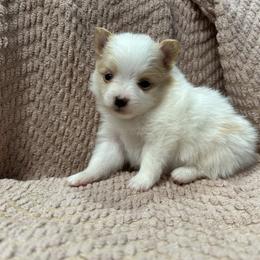 Cream and white female - Cream parti female Pomeranian puppy in Weatherford, Texas from COCO'S POMS AND FRENCHIES