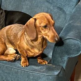 Dieter - Dachshund