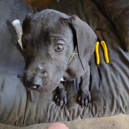 Great Dane Puppies from Morgan's North Alabama Danes