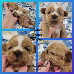Dasher - Cream and white male Shih Tzu puppy in Maize, Kansas from Air Capital Shih Tzu Puppies