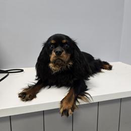 Webs - Cavalier King Charles Spaniel
