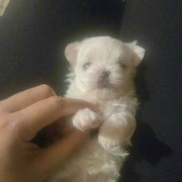 Tiny AKC girl - White female Maltese puppy in Moreno Valley, California from Leslie's Maltese