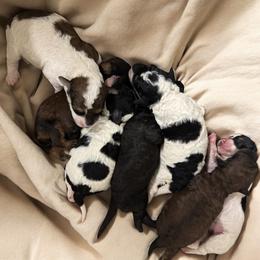 Charlie Brown - Red with tan points - Phantom male Poodle puppy in Canfield, Ohio from Poo's Doo's & Inu's