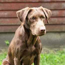 Brisa - Labrador Retriever