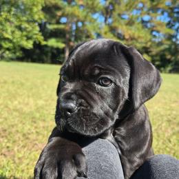 Dolly - Black female Cane Corso puppy in Orrum, North Carolina from Dream Team Kennels