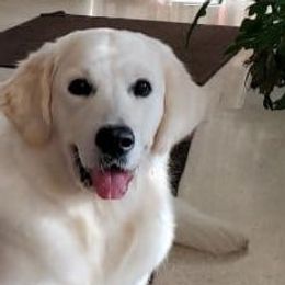 Golden Retriever All Grown Up from Barafields Golden Retrievers