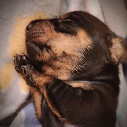 Bellatrix - Black and tan female Dachshund puppy in East Greenbush, New York from Polaris Pups