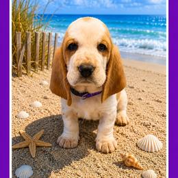 Purple collar female - Red and white female Basset Hound puppy in Columbia, South Carolina from Pawmetto Hounds