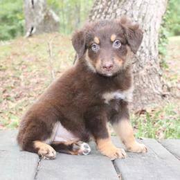 Tabasco - Red tri-color male Australian Shepherd puppy in Macon, Georgia from Shaina’s Shepherds