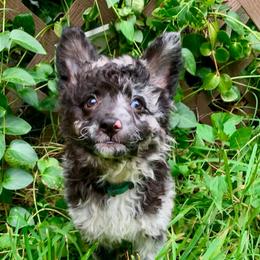 Sprout - Black merle female Mudi puppy in Valley Mills, Texas from Graves Farm Mudi