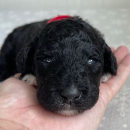 Red - Black and white female Sheepadoodle puppy in Archer, Florida from Gainesville Sheepadoodles