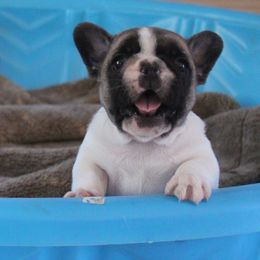 French Bulldog Puppies from Yukon Golden Retrievers and French Bulldogs
