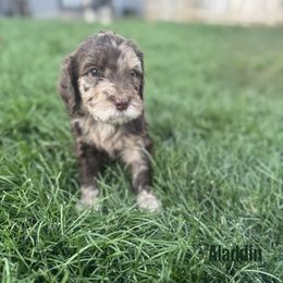 Aladdin - Merle male Bernedoodle puppy in Bennett, Colorado from Darling Paws Bernedoodles, LLC